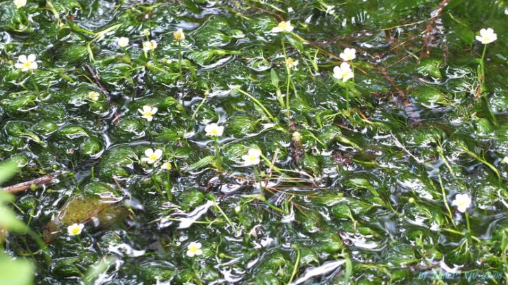 DSCF2114.jpg